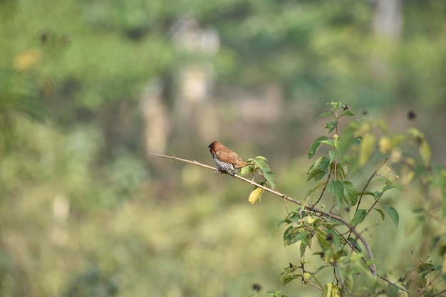 Vue d'un oiseau perché sur une plante