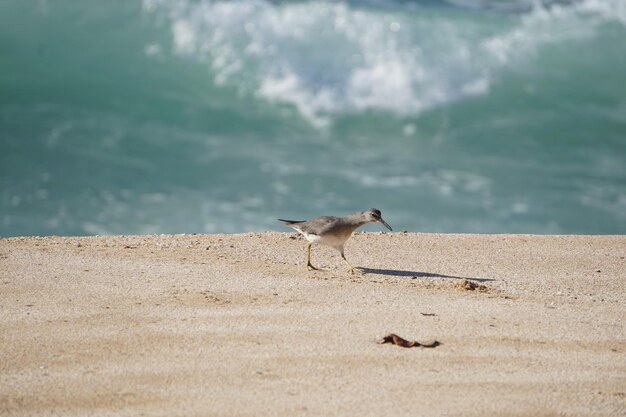 Vue d'un oiseau sur la plage