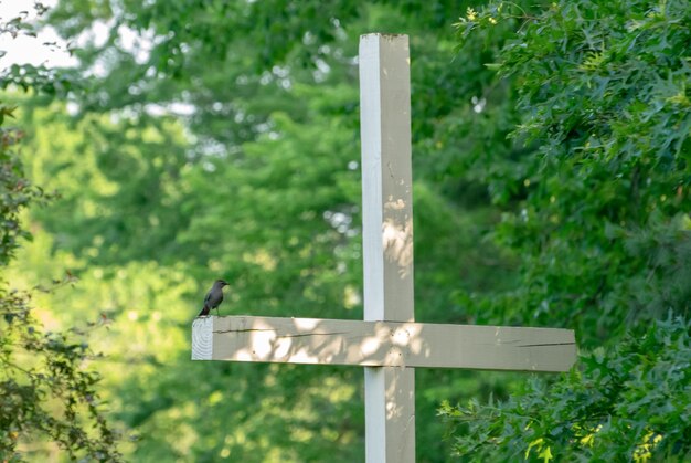 Photo vue d'un oiseau sur un poteau de bois