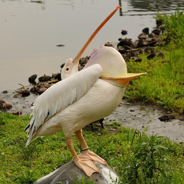 Photo vue d'oiseau sur le rivage du lac