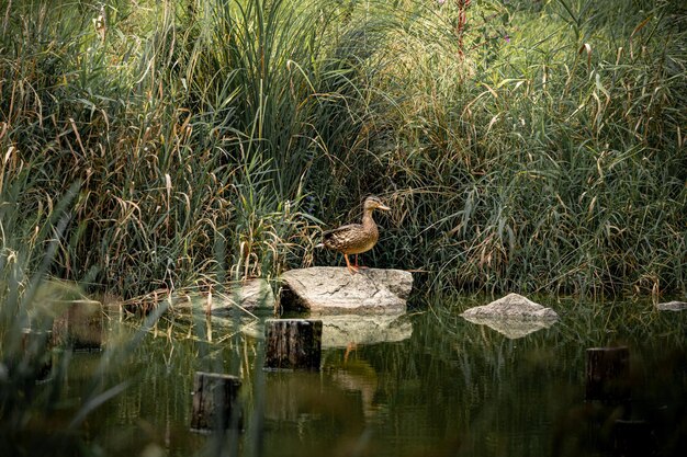 Vue de l'oiseau sur le rocher par le lac