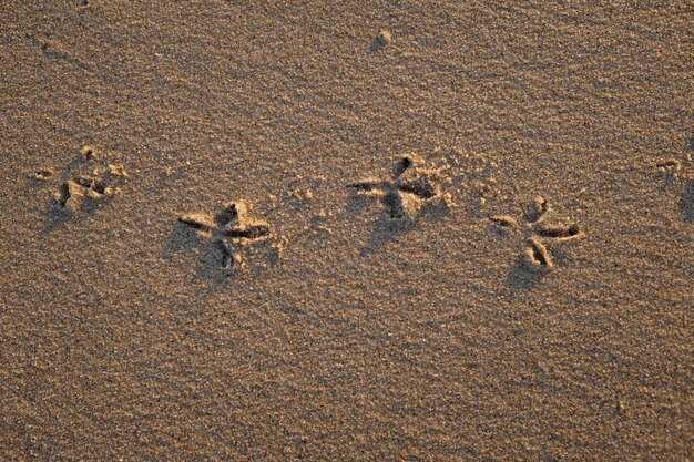 Photo vue d'un oiseau sur le sable sous un angle élevé