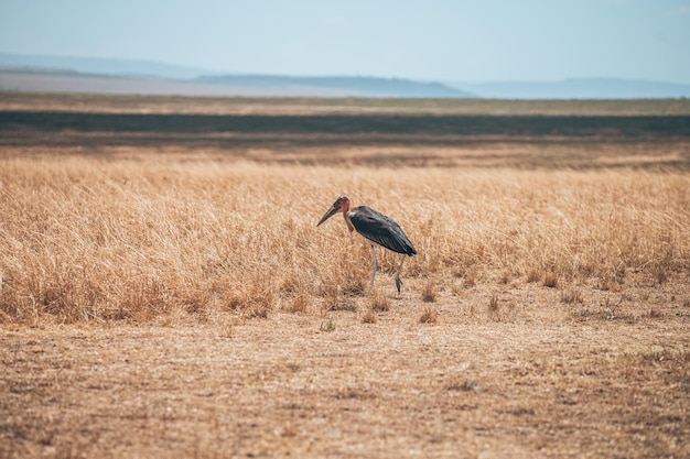 Photo vue de l'oiseau sur terre