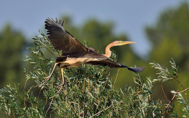 Photo vue d'un oiseau en vol