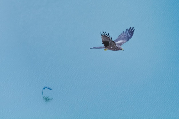 Photo vue d'un oiseau volant au-dessus de la mer sous un angle élevé