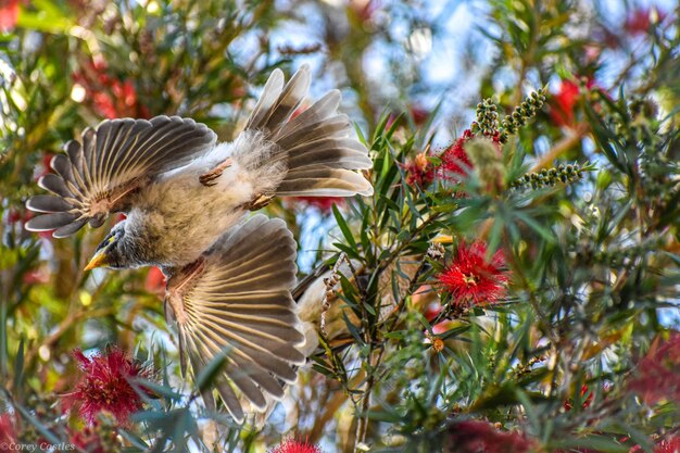 Vue des oiseaux sur l'arbre