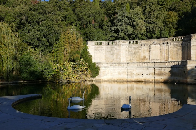 Photo vue des oiseaux au bord du lac