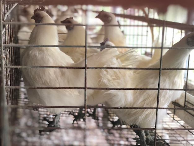 Photo vue des oiseaux en cage