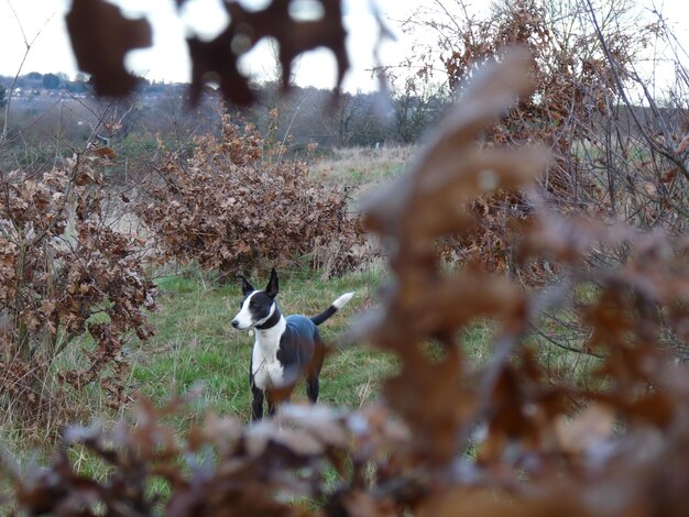 Photo vue des oiseaux sur le champ