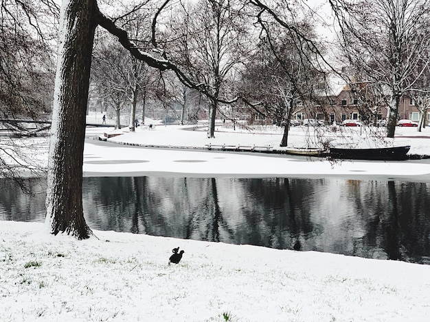 Photo vue des oiseaux dans le lac en hiver