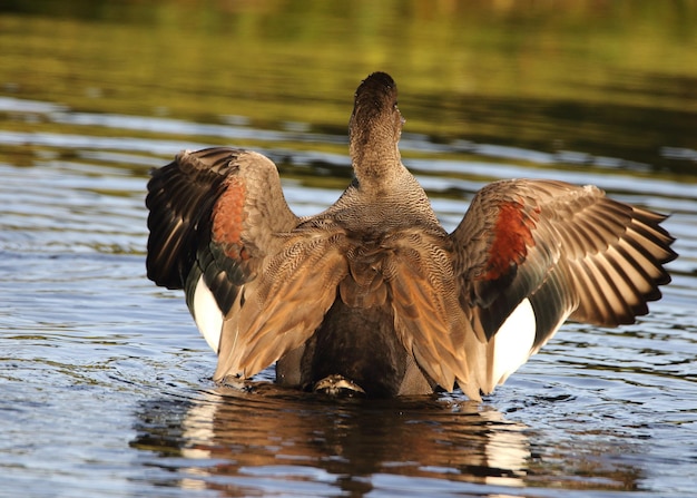 Photo vue des oiseaux dans le lac