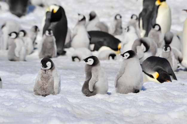 Vue des oiseaux dans la neige