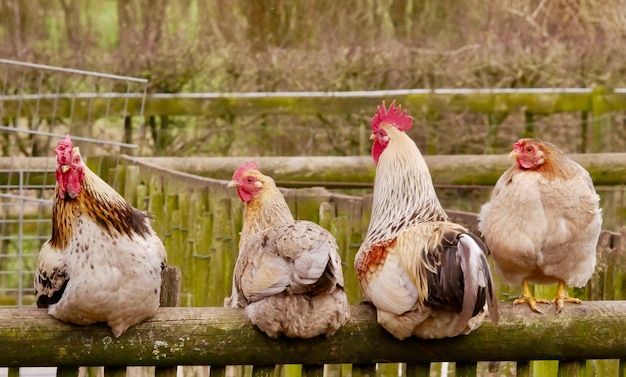 Photo vue des oiseaux à la ferme