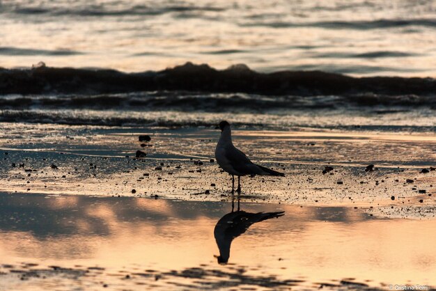 Photo vue des oiseaux en mer