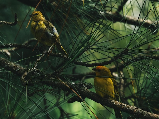 Photo vue des oiseaux perchés sur un arbre