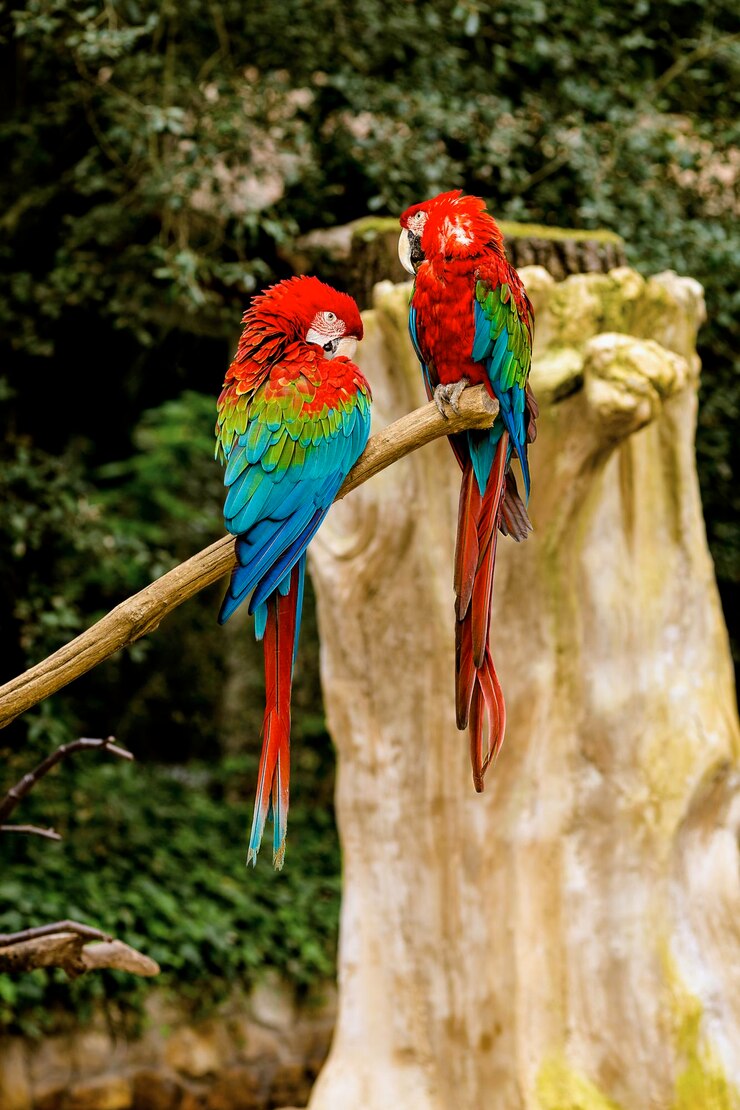 Photo vue des oiseaux perchés sur une branche