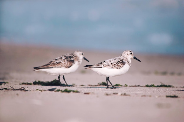 Photo vue des oiseaux sur la plage