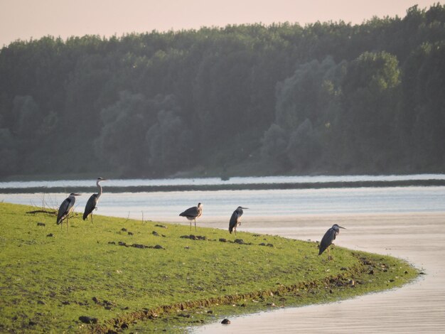 Photo vue des oiseaux sur la plage