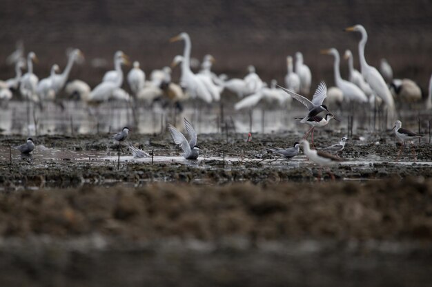 Photo vue des oiseaux sur la plage