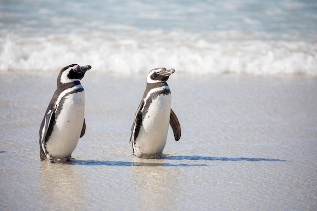 Photo vue des oiseaux sur la plage