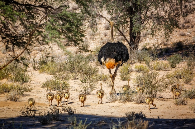 Photo vue des oiseaux sur terre