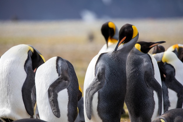 Vue des oiseaux sur terre