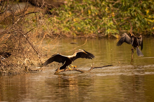 Vue des oiseaux volant au-dessus du lac