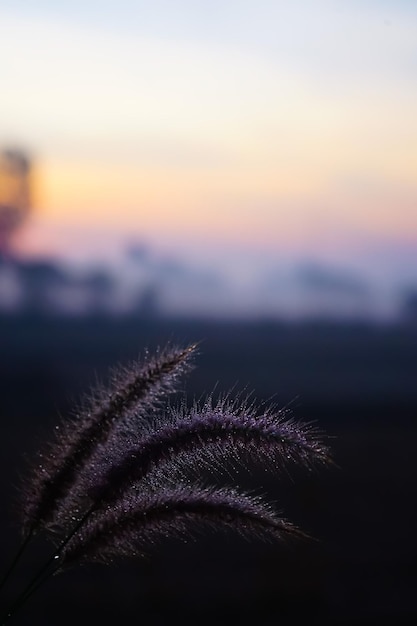 Vue de l'ombre de l'herbe et du soleil