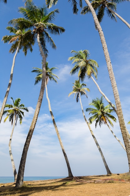 Vue de la palmeraie au bord de la mer.