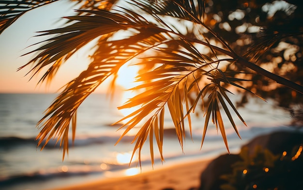 Vue sur palmier face à la mer