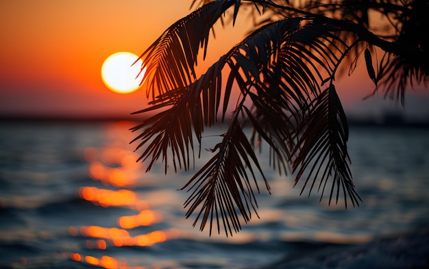 Vue sur palmier face à la mer