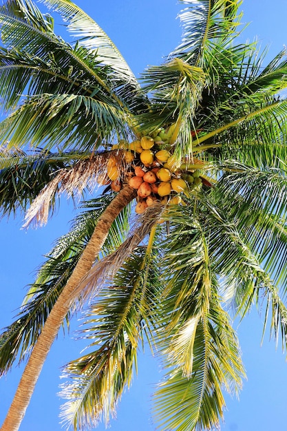 Photo la vue sur les palmiers de coco sur une plage de sable près de la mer sur un fond de ciel bleu