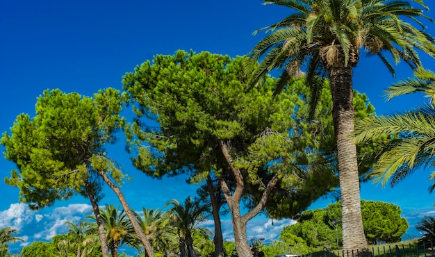 Photo vue sur les palmiers dans le parc de nice, france