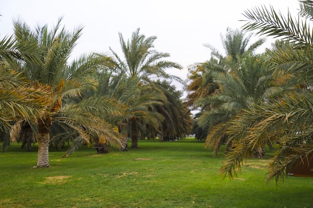 Vue sur les palmiers dattiers dans le jardin