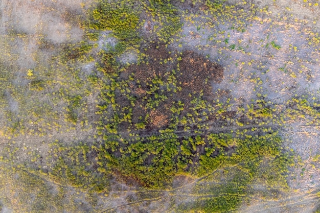 Vue panoramique aérienne supérieure de la steppe verte ou du pré dans le paysage d'été avec des arbres et des buissons