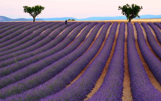 Vue panoramique de l'arbre contre le ciel