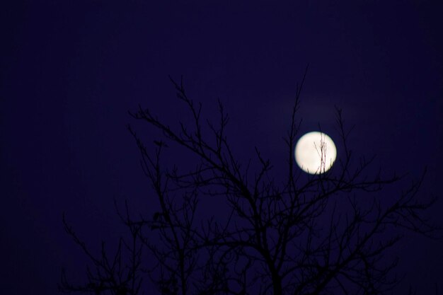 Photo vue panoramique de l'arbre nu et de la lune la nuit