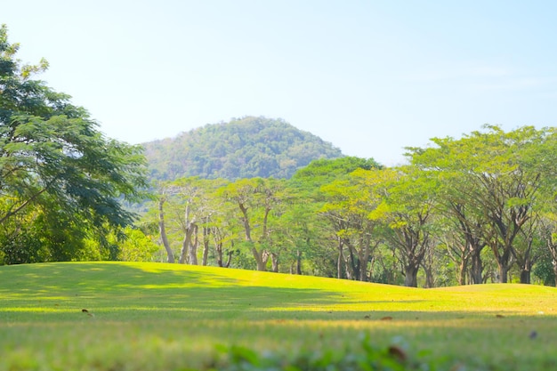 Photo vue panoramique des arbres sur le champ contre un ciel dégagé