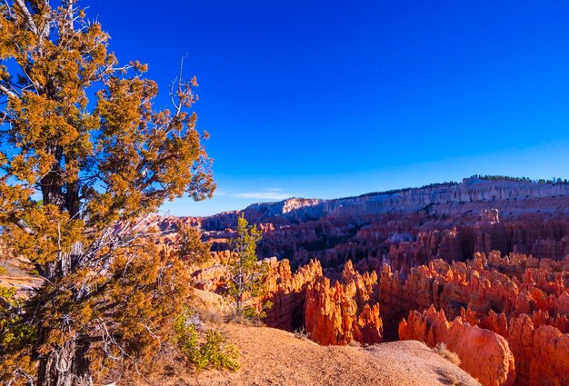 Photo vue panoramique des arbres sur un ciel bleu clair