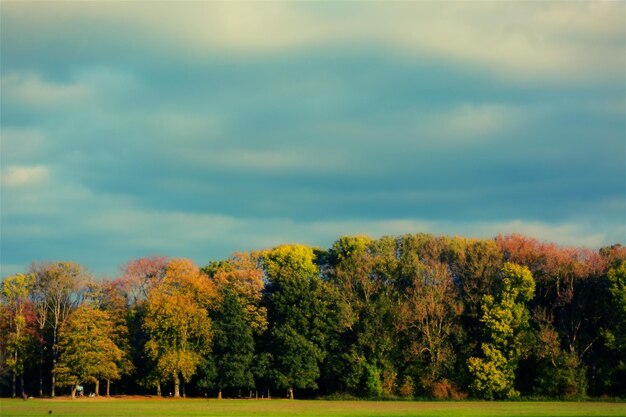 Vue panoramique des arbres contre le ciel en automne