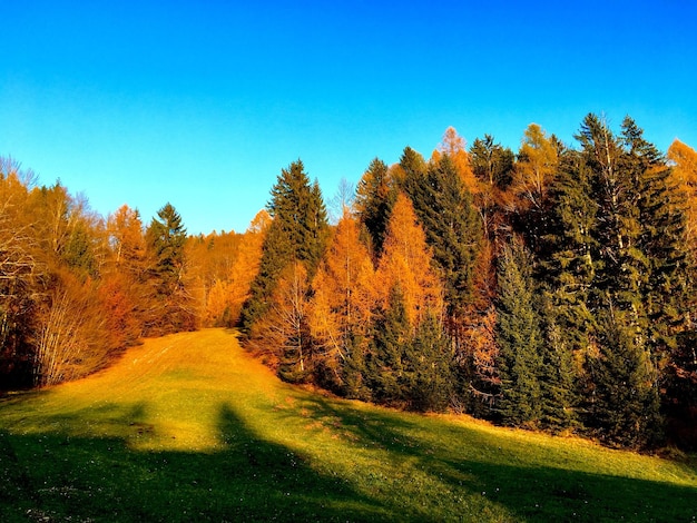 Photo vue panoramique des arbres contre un ciel clair à l'automne