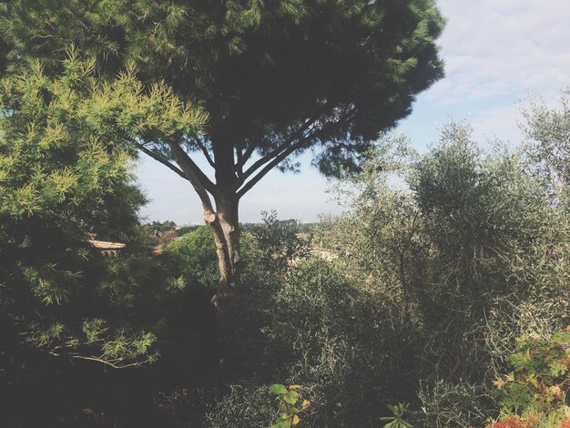 Vue panoramique des arbres contre le ciel