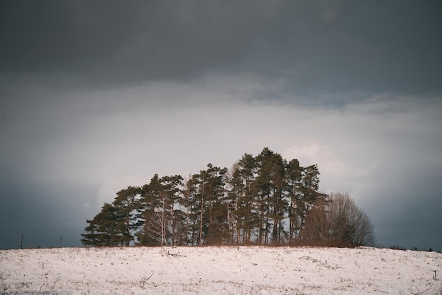 Une vue panoramique sur les arbres couverts de givre dans les congères