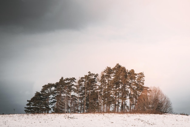 Une vue panoramique sur les arbres couverts de givre dans les congères