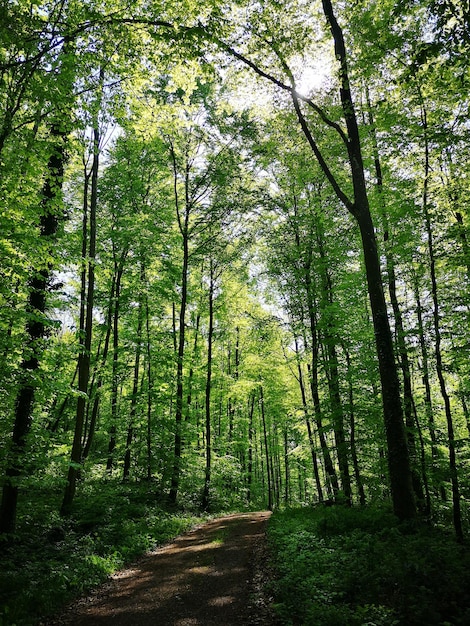 Photo vue panoramique des arbres dans la forêt