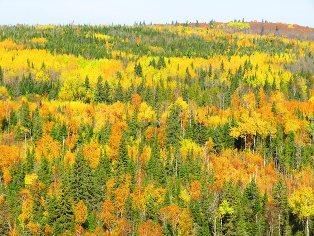 Vue panoramique des arbres jaunes de l'automne