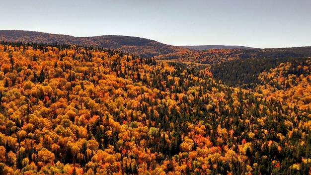 Vue panoramique des arbres sur la montagne contre le ciel