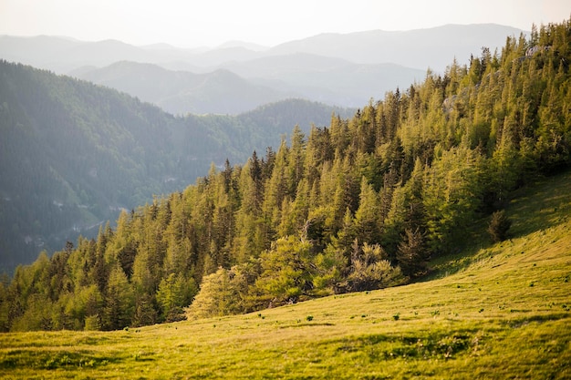 Vue panoramique des arbres sur les montagnes