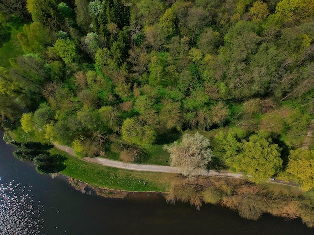 Vue panoramique des arbres près d'un lac dans la forêt