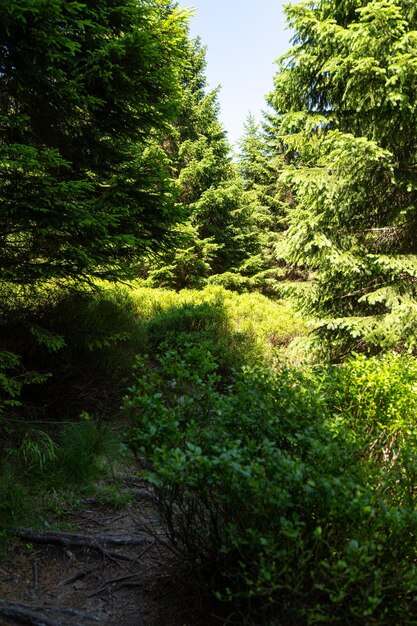 Vue panoramique des arbres qui poussent sur le champ contre le ciel